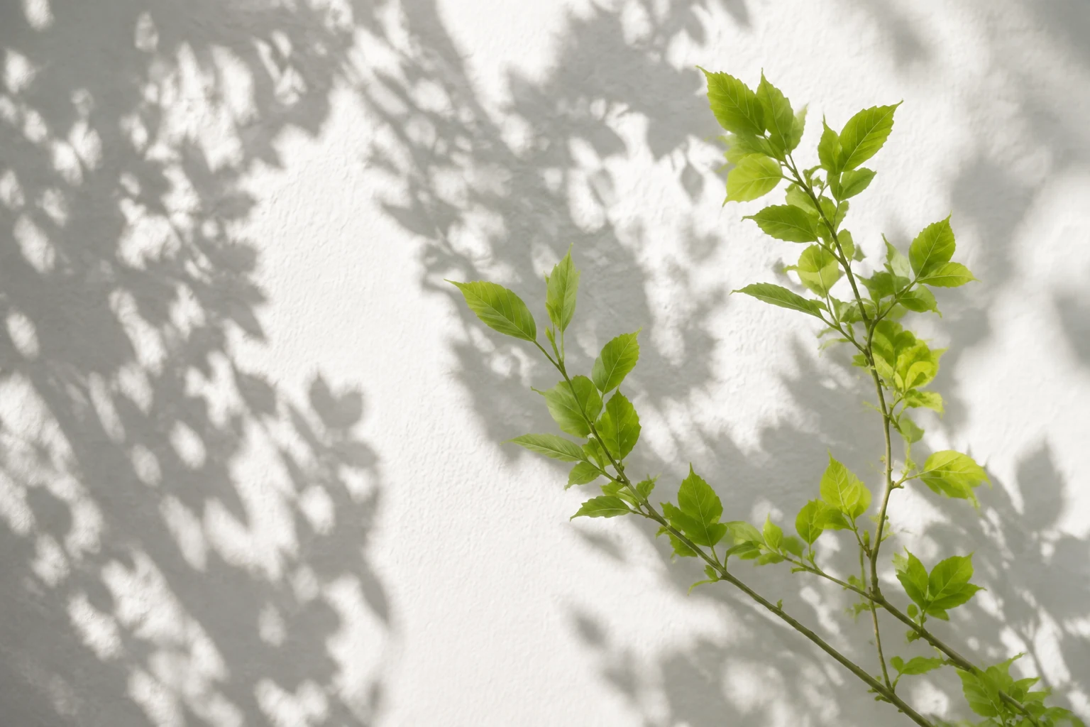 Fresh green leaves casting soft shadows on a white wall
